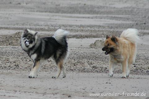 (Foto Goslar)_daenemark_2010_IMG_0678_Tranum_Strand.jpg - Neele ist schon viel geschickter geworden ...